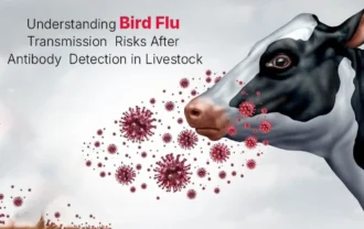 Understanding Bird Flu Transmission Risks After Antibody Detection in Livestock
